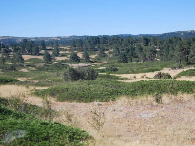 Sabinares rastreros de Alustante-Tordesilos